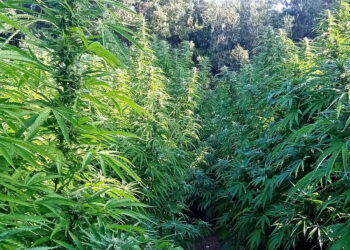 Donori, sequestrata dai finanzieri una maxi piantagione di marijuana