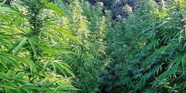 Donori, sequestrata dai finanzieri una maxi piantagione di marijuana