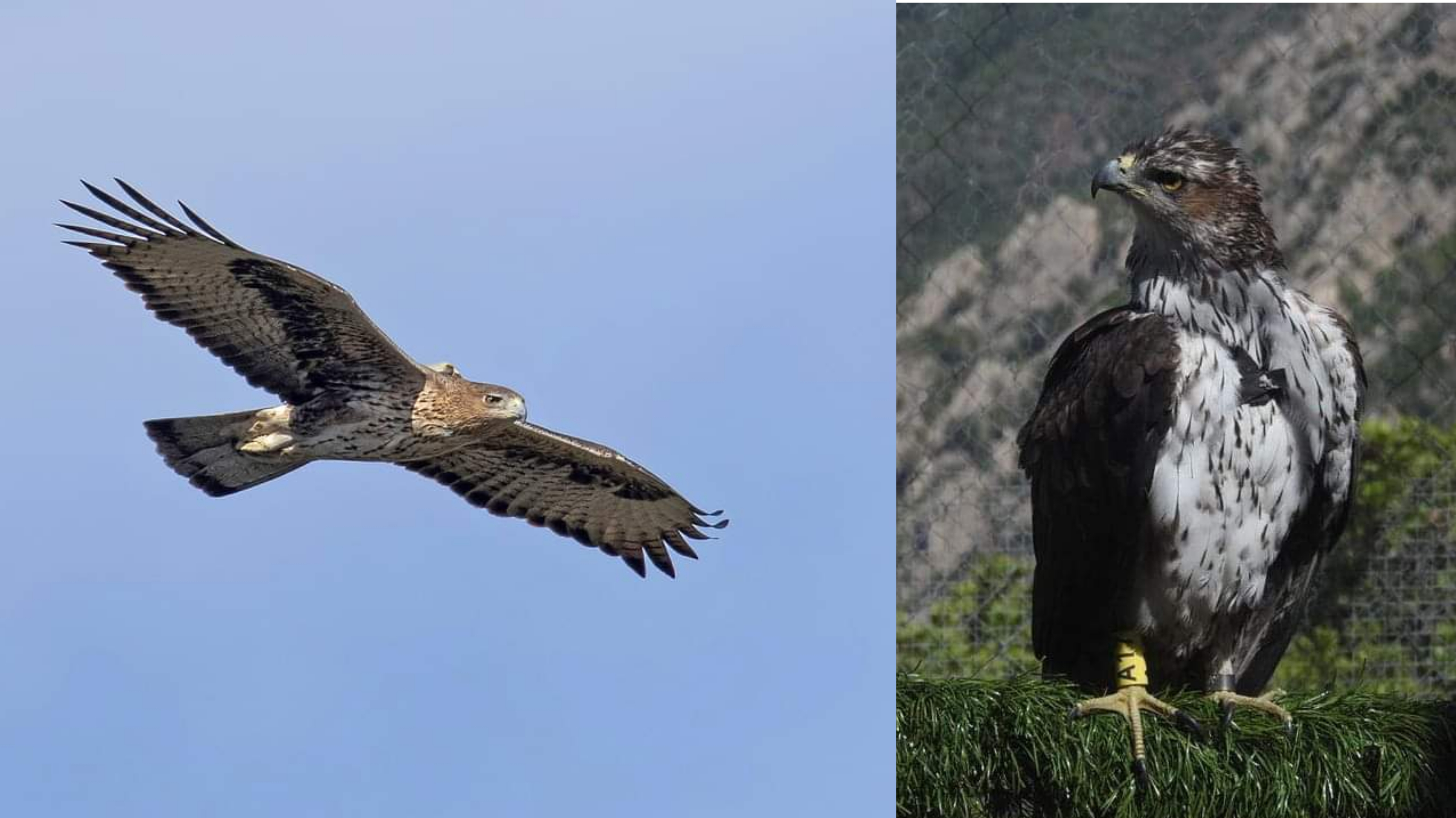 Sardegna, liberati sette bellissimi esemplari di aquila del Bonelli