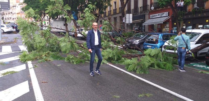Cagliari, crolla una jacaranda in mezzo alla strada nel Largo: paura per gli automobilisti