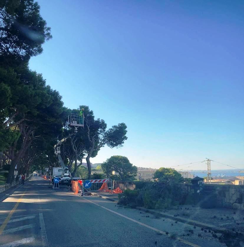 Cagliari, ambientalisti in rivolta per i pini tagliati a Buoncammino: “Abbiamo bisogno di alberi, non di motoseghe”