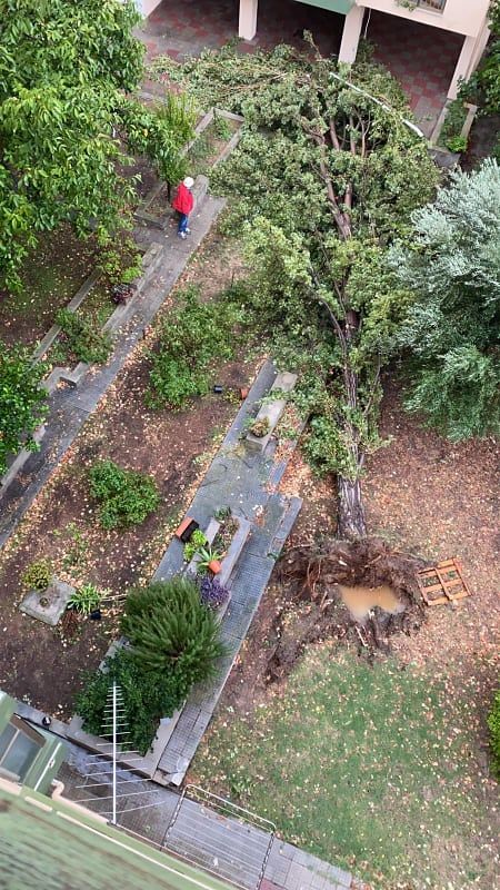 Cagliari, “grosso albero abbattuto da vento e pioggia a Mulinu Becciu: era alto come il palazzo”