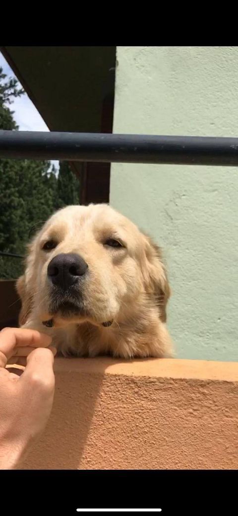 Snoop, il cagnetto smarrito al villaggio delle Mimose: sos del proprietario per ritrovarlo