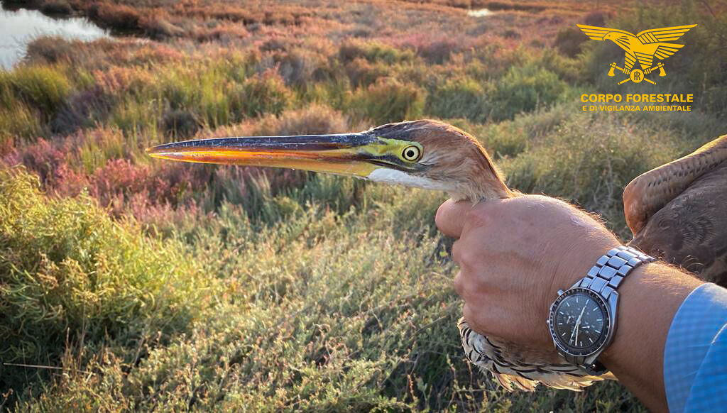 Terralba, recuperato un airone rosso con un’ala danneggiata da forestali e volontari della Lipu
