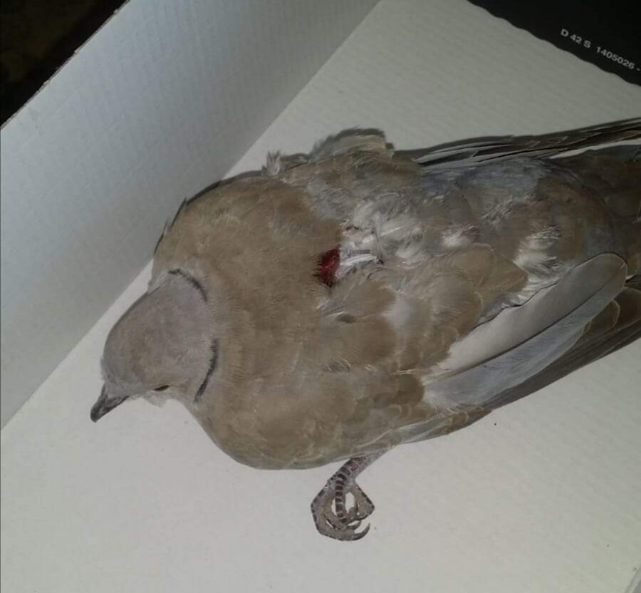 Cagliari, tortora aggredita da un gatto salvata da una donna di Monserrato