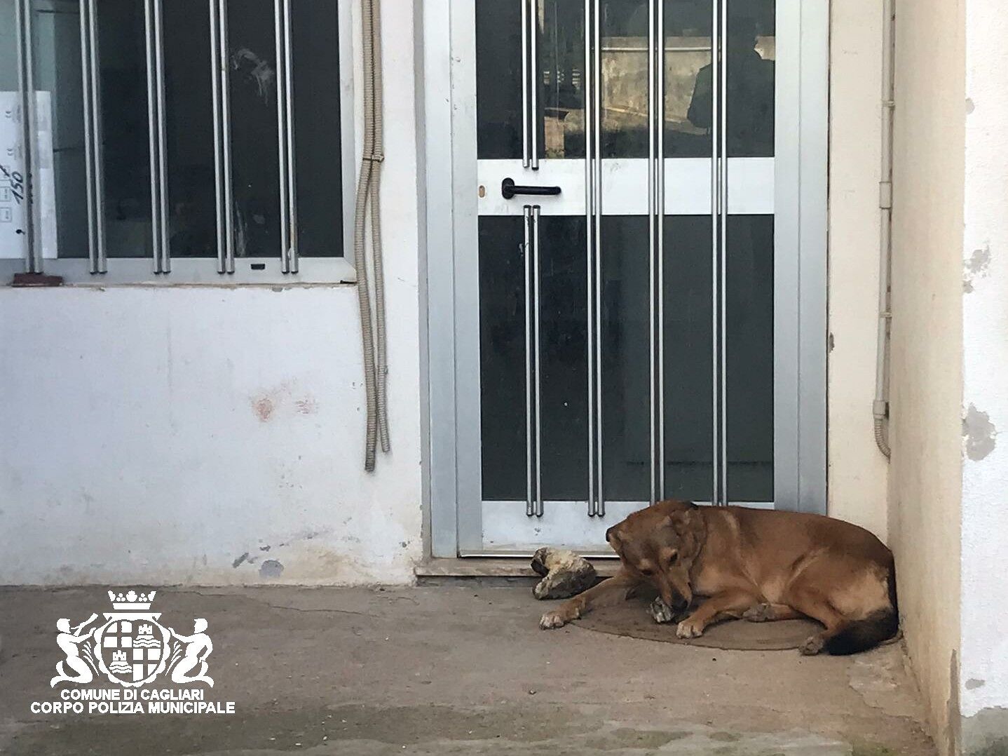 Cagliari, cane aggressivo si piazza davanti all’ingresso di un ufficio: dipendenti e clienti terrorizzati