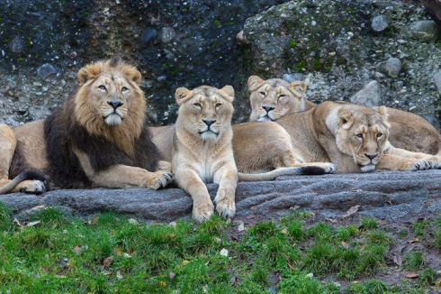Covid-19, quattro leoni positivi allo zoo di Barcellona in Spagna
