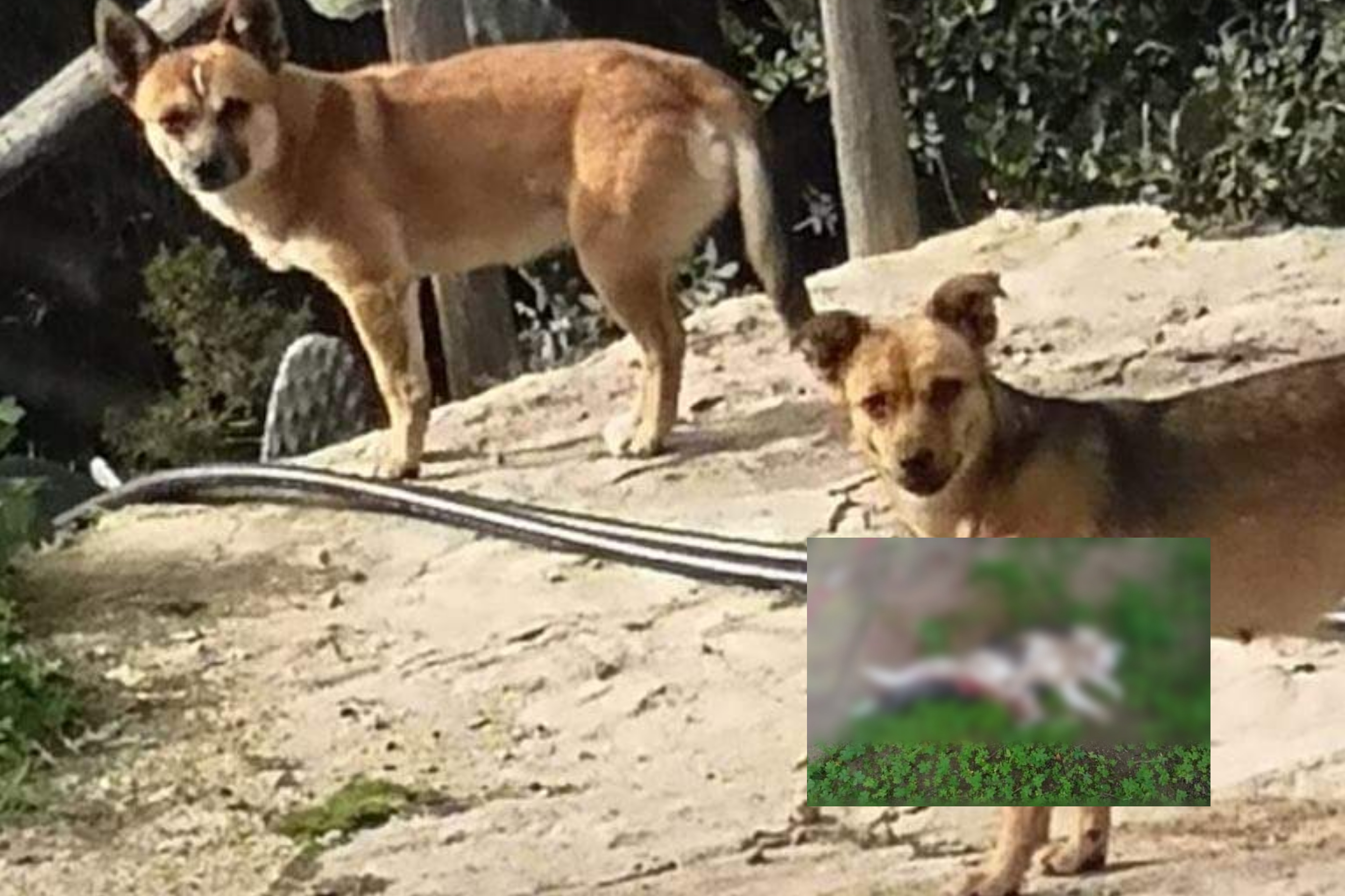 “Torre delle Stelle, ancora gatti sbranati da un branco di cani: è una mattanza”
