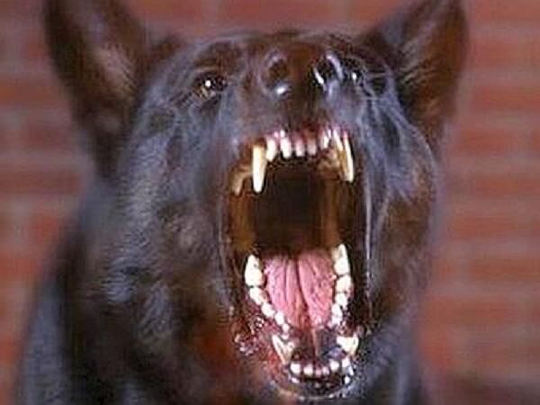 Paura a Nurallao, un uomo aggredito da tre cani randagi