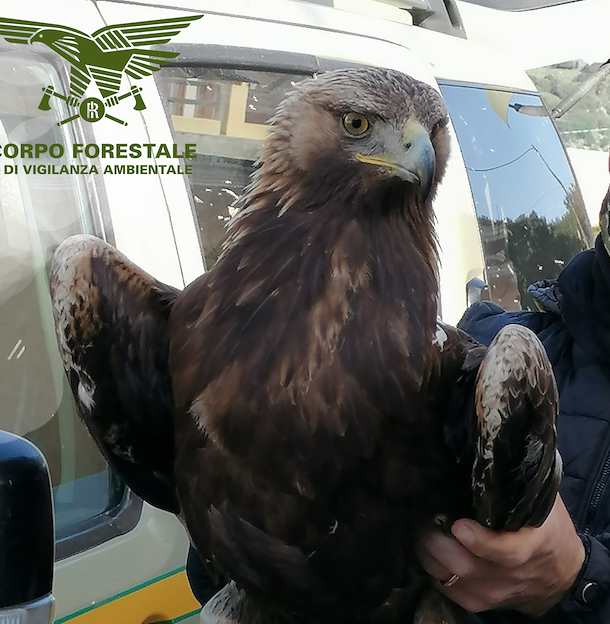 Oniferi: trova un’aquila reale ferita, allevatore consegna il rapace alla Forestale per i soccorsi