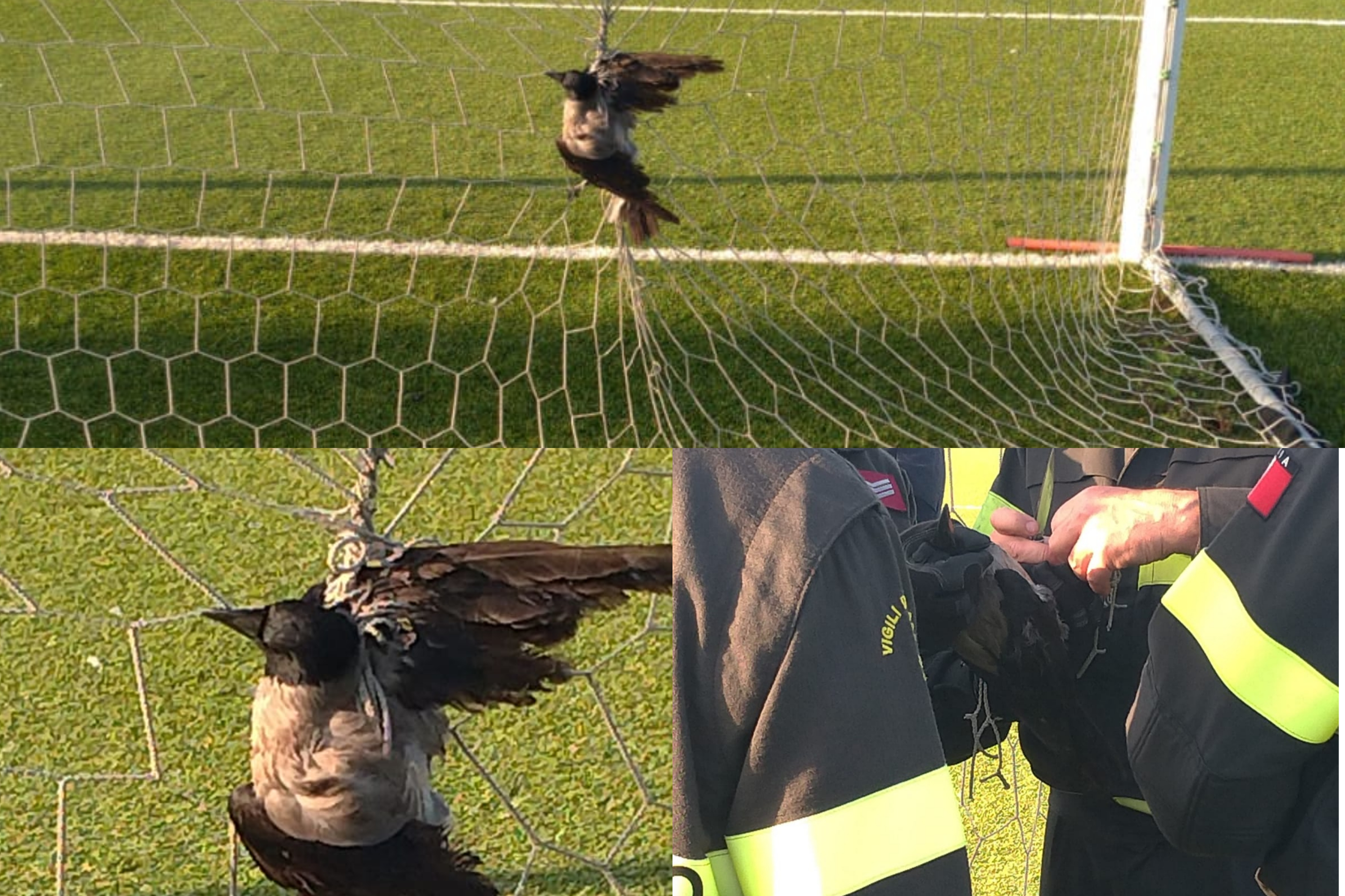 Monserrato, cornacchia intrappolata nella rete da calcio: salvata dai Vigili del fuoco