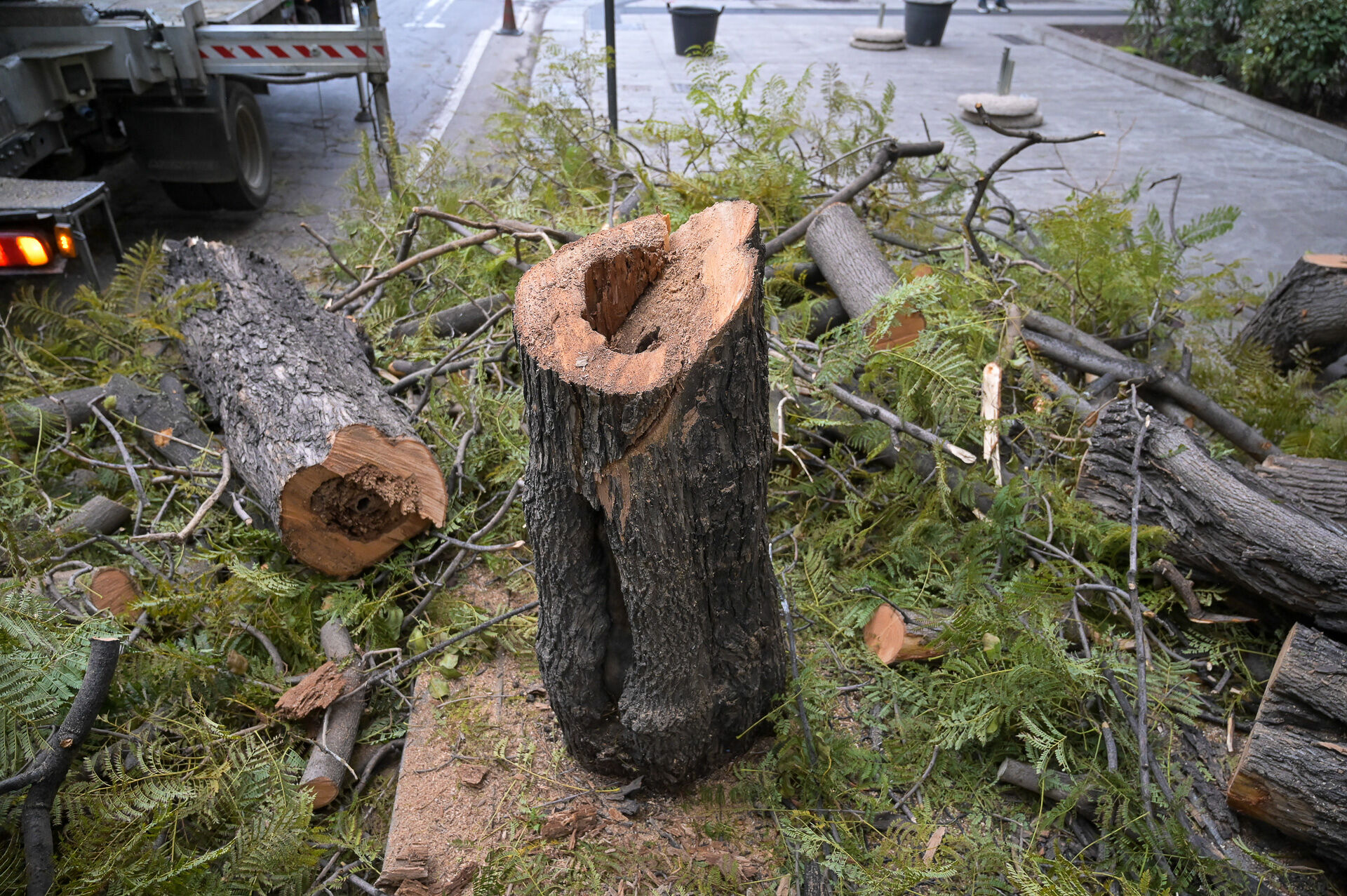 Cagliari, messi in sicurezza ventitré esemplari di Jacaranda del Largo Carlo Felice