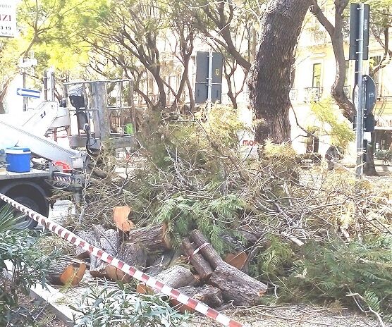Cagliari, motoseghe in azione nel Largo: “Abbattute le jacarande”