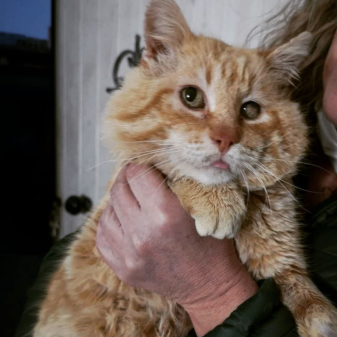 Quartu, il dolcissimo gattino Rhum cerca una famiglia che lo porti via da una gabbia