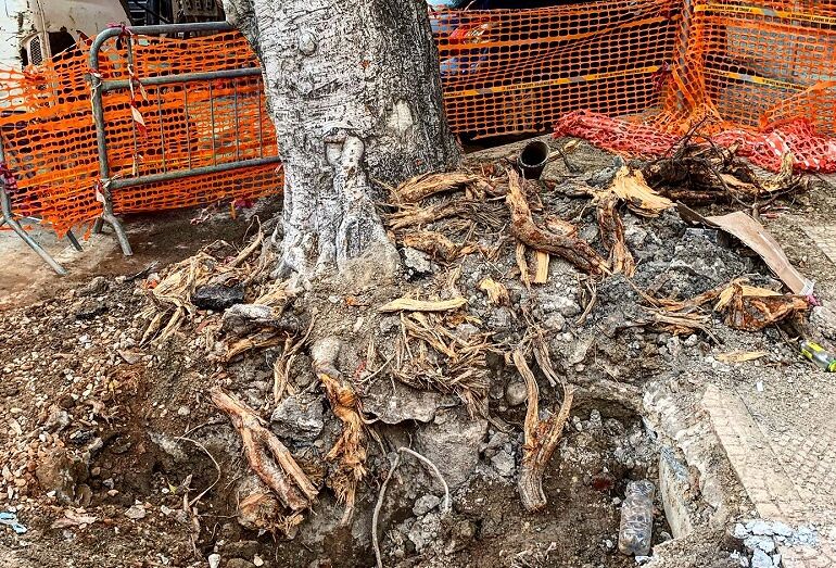 Cagliari, tranciate le radici di un albero in viale Trieste: “Fatte a pezzi senza autorizzazione”