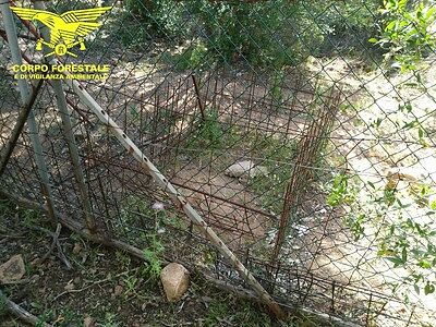 Pula, scoperto un addestramento clandestino di cani da caccia al cinghiale: una denuncia