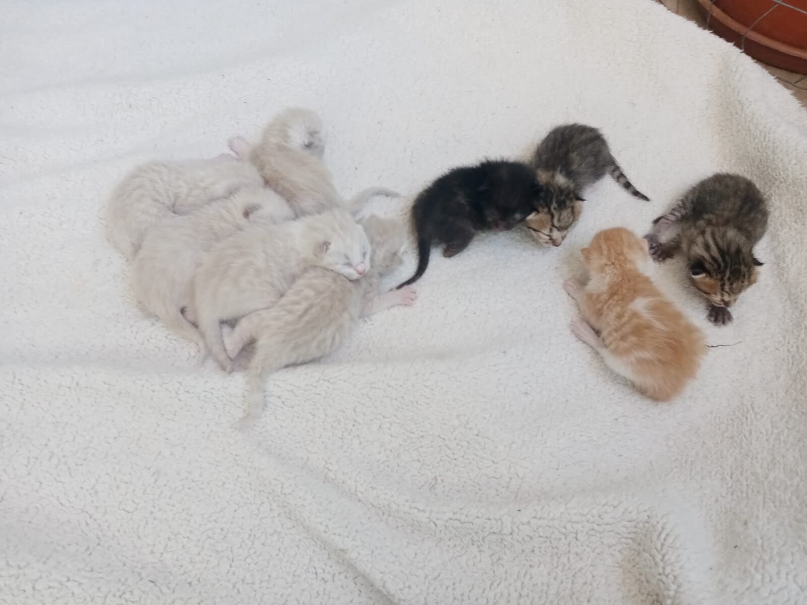 Cagliari, 9 cuccioli di gatto abbandonati in via Po: sos per trovare una balia