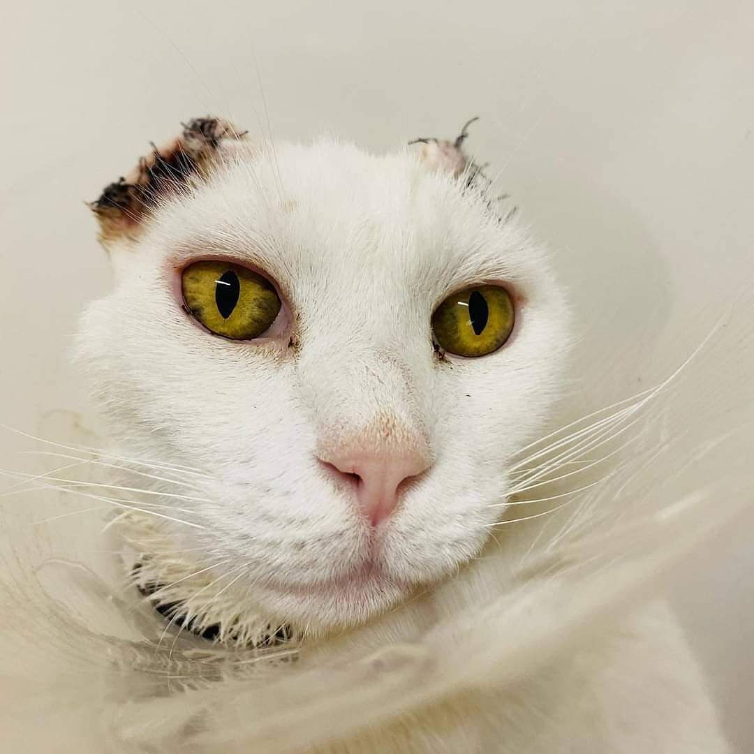 Il gatto White senza orecchie per un carcinoma cerca una famiglia che lo ami