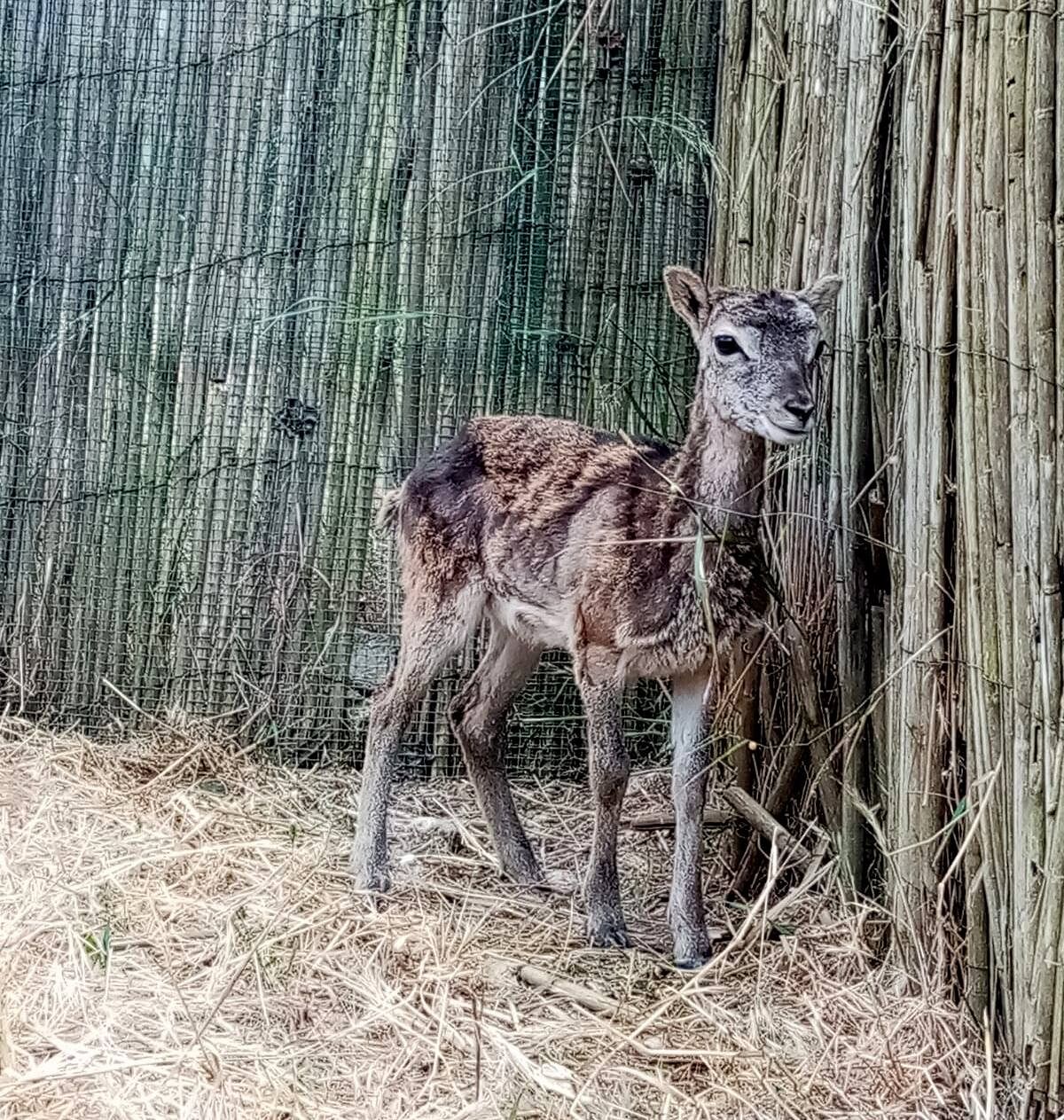 Buone notizie per il baby muflone trovato a Montarbu: dopo le cure ora è in gran forma