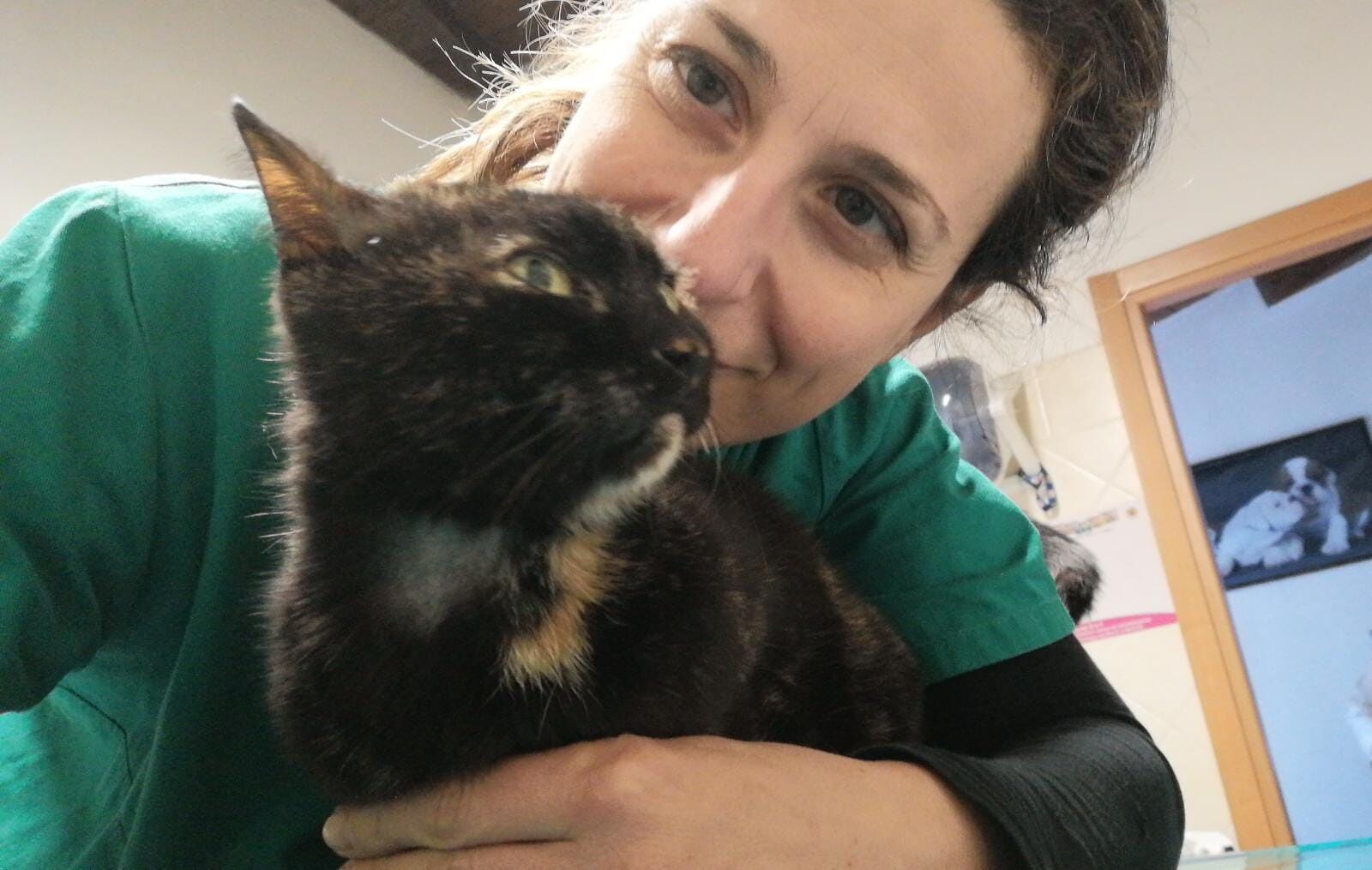 Le malattie virali dei gatti, la parola dell’esperta Silvia Serra: “Così possiamo salvare i nostri amici a 4 zampe”