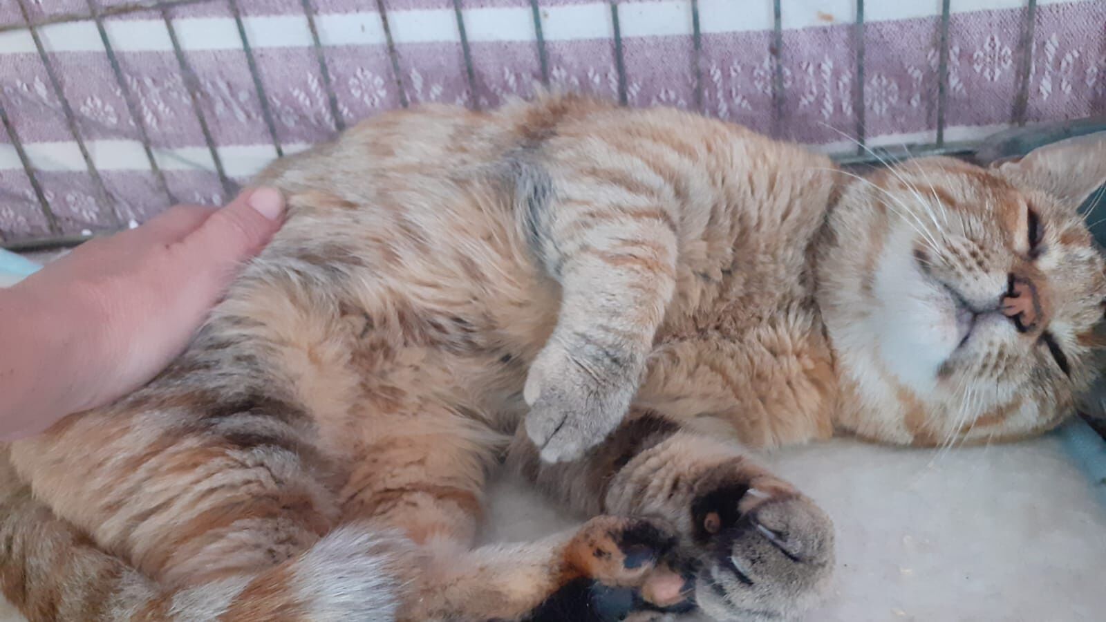 Nuovo appello per Mielina: adottiamo la gattina dolcissima e sfortunata