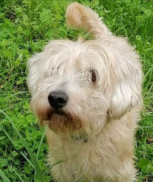 Joy, il cagnolino sardo che ha vissuto 4 anni di terrore nel canile Europa: cerca col cuore una famiglia che lo adori