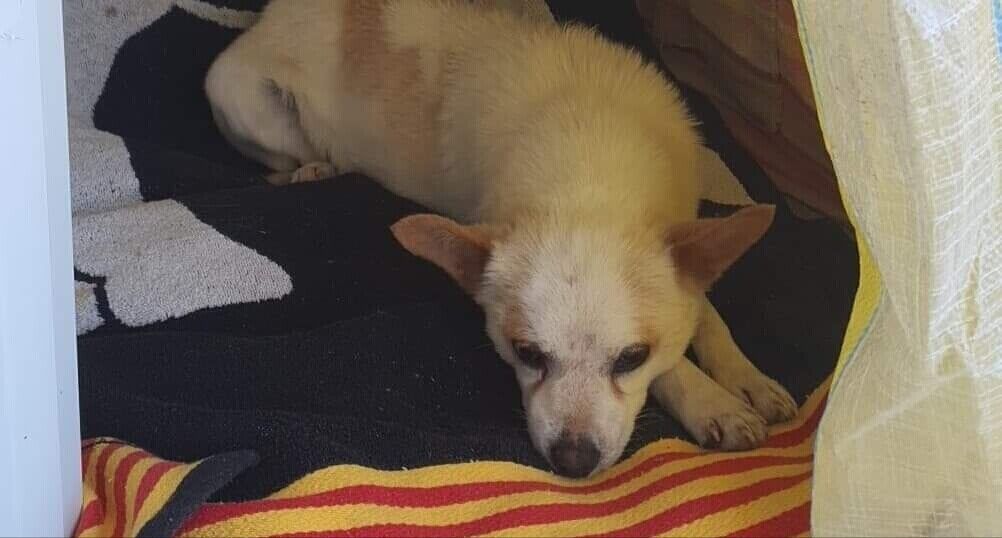 La Caletta, Tilte la cagnolina dolcissima infestata dalle zecche cerca una famiglia per la vita