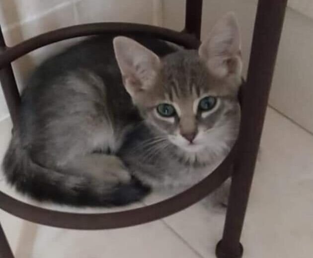 Quartu, gattino di casa abbandonato vicino a un cancello pieno di cani: sos per adottarlo