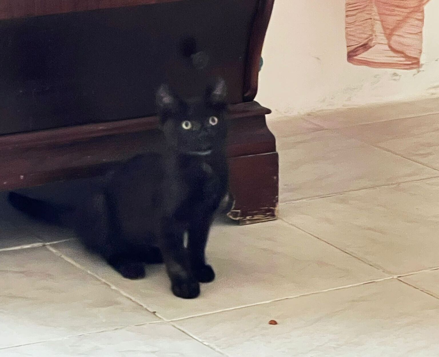 Jessica da Quartu: “Aiutatemi a fare adottare Nerino, cucciolo di 2 mesi trovato di notte mentre piangeva”