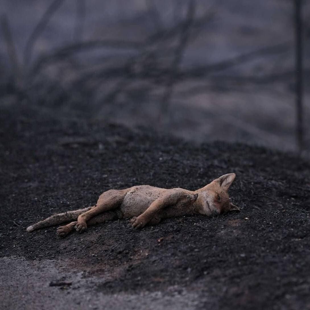 La volpina in fuga dalle fiamme non ce la fa: un’immagine straziante degli incendi in Sardegna