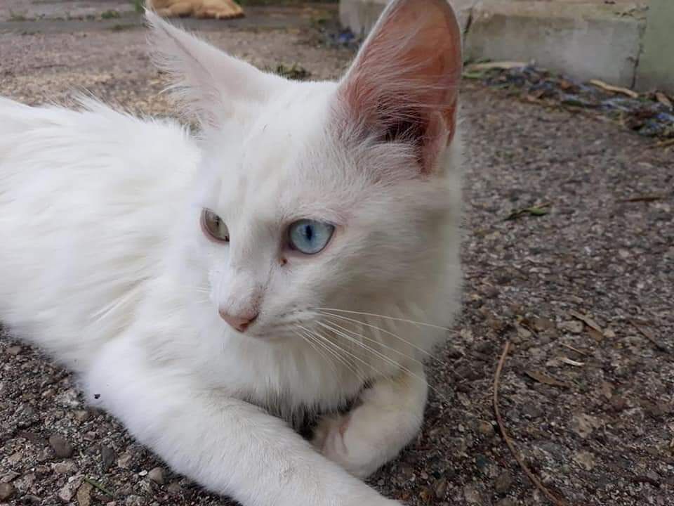 Monserrato, sos alla colonia felina: è scomparso Balto