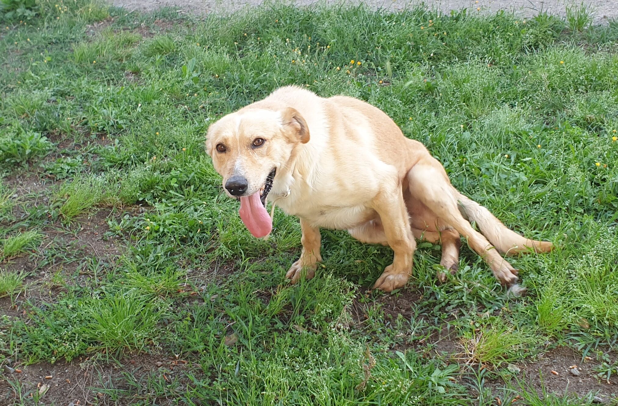 Adotta un cucciolo dal canile di Cagliari: Honey, mite e affettuoso, cerca una famiglia