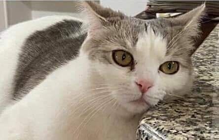 Aiutiamo Bianca a tornare a casa: sos per la gattina scomparsa ieri a Quartu in via Cagliari