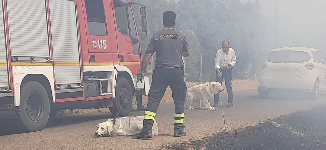 Selargius nella morsa del fuoco, il sindaco: “Si inaspriscano le pene ai piromani: tutto questo è una vergogna”