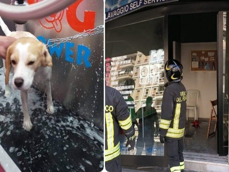 “La mia toelettatura per animali incendiata a Cagliari, i sacrifici di due anni distrutti dal fuoco”