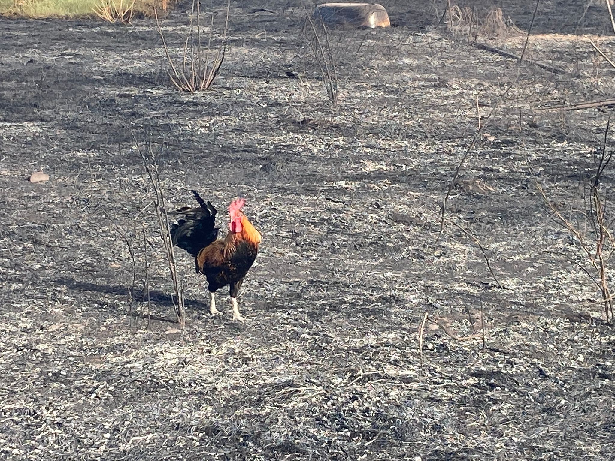 La Sardegna brucia, oggi 22 incendi: fiamme a Monastir e ad Assemini