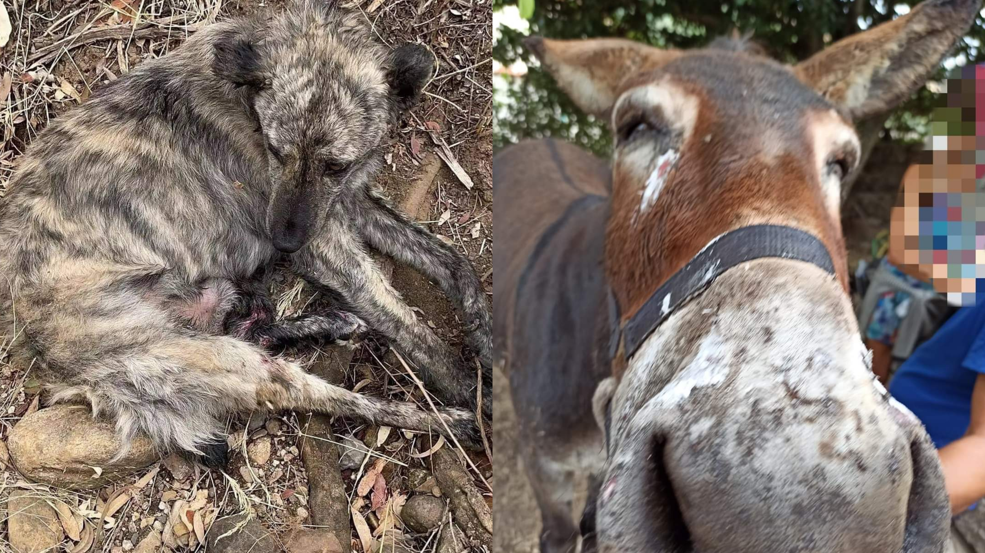 La solidarietà dei sardi  verso gli animali recuperati gravemente feriti nei territori dell’Oristanese colpiti dagli incendi