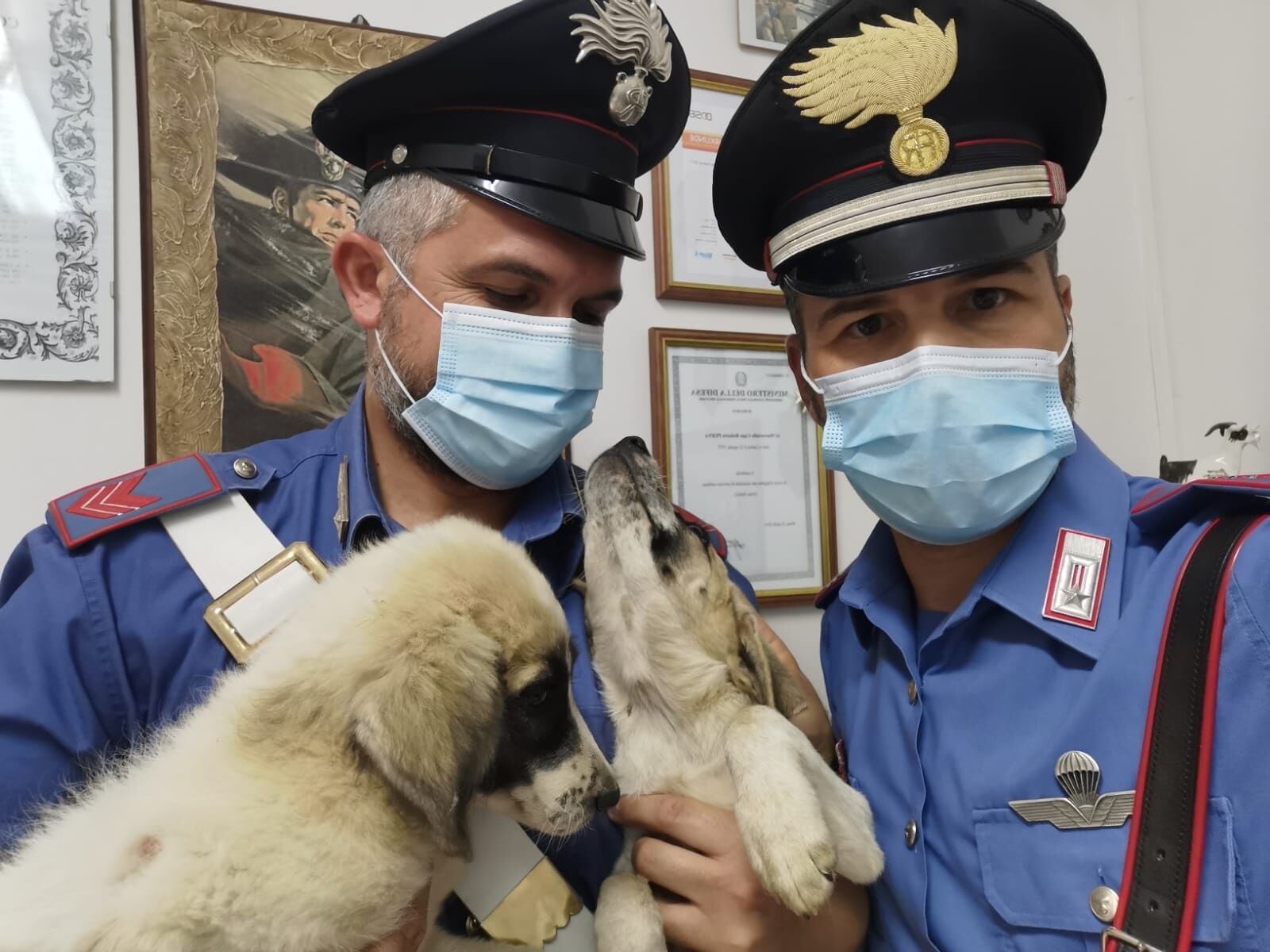 Mandas, lega due cuccioli alla catena sotto il sole e senza acqua: denunciato