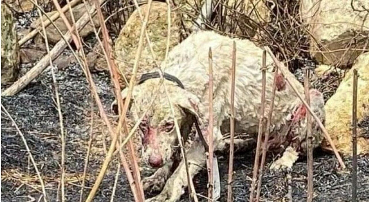 “Non soffre più”: addio ad Angelo, il cane eroe che ha sfidato le fiamme per difendere il gregge