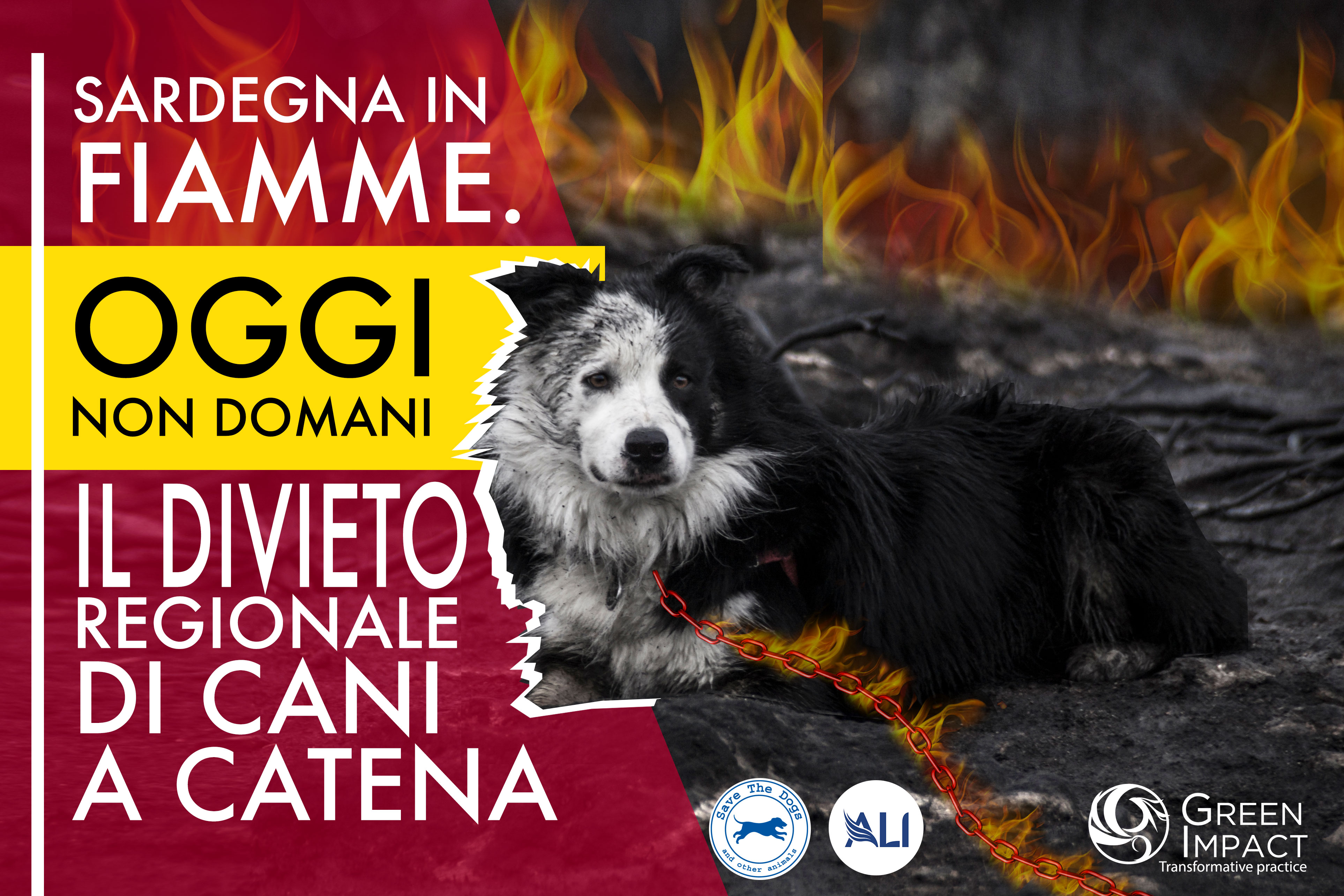Strage di cani nei roghi in Sardegna, l’appello a Solinas: “Vieti l’uso della catena”
