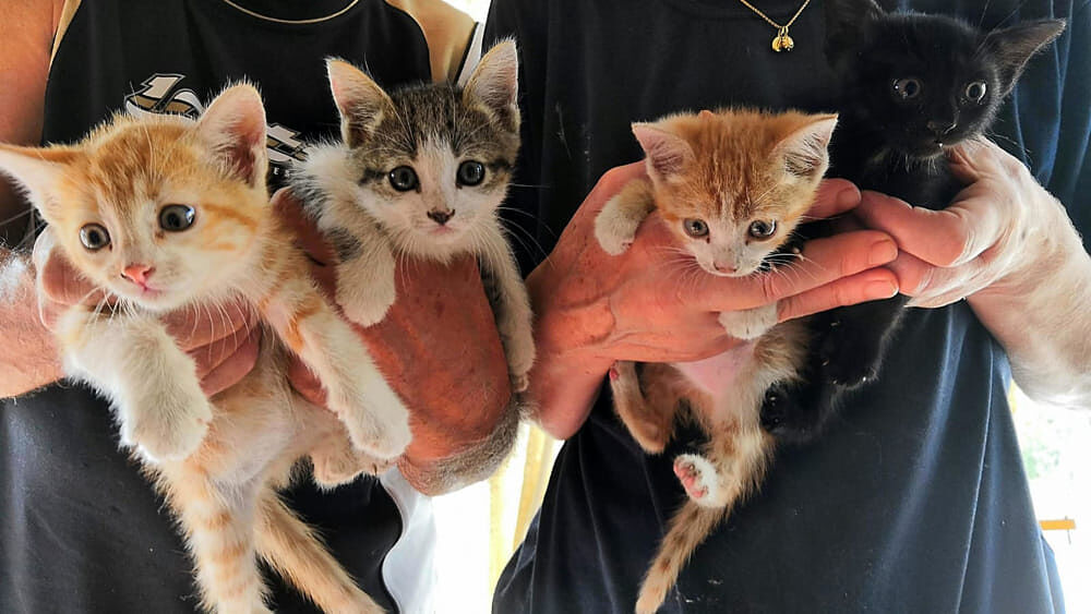“Voglio creare un’oasi per gatti ad Alghero: aiutatemi”