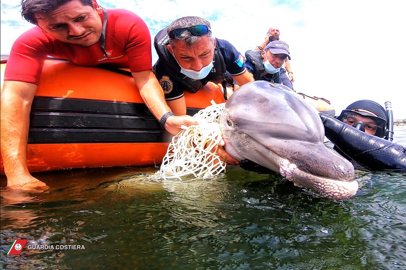 Cucciolo di delfino intrappolato in una rete di nylon nel porto di Cagliari: salvato in extremis dalla Guardia Costiera