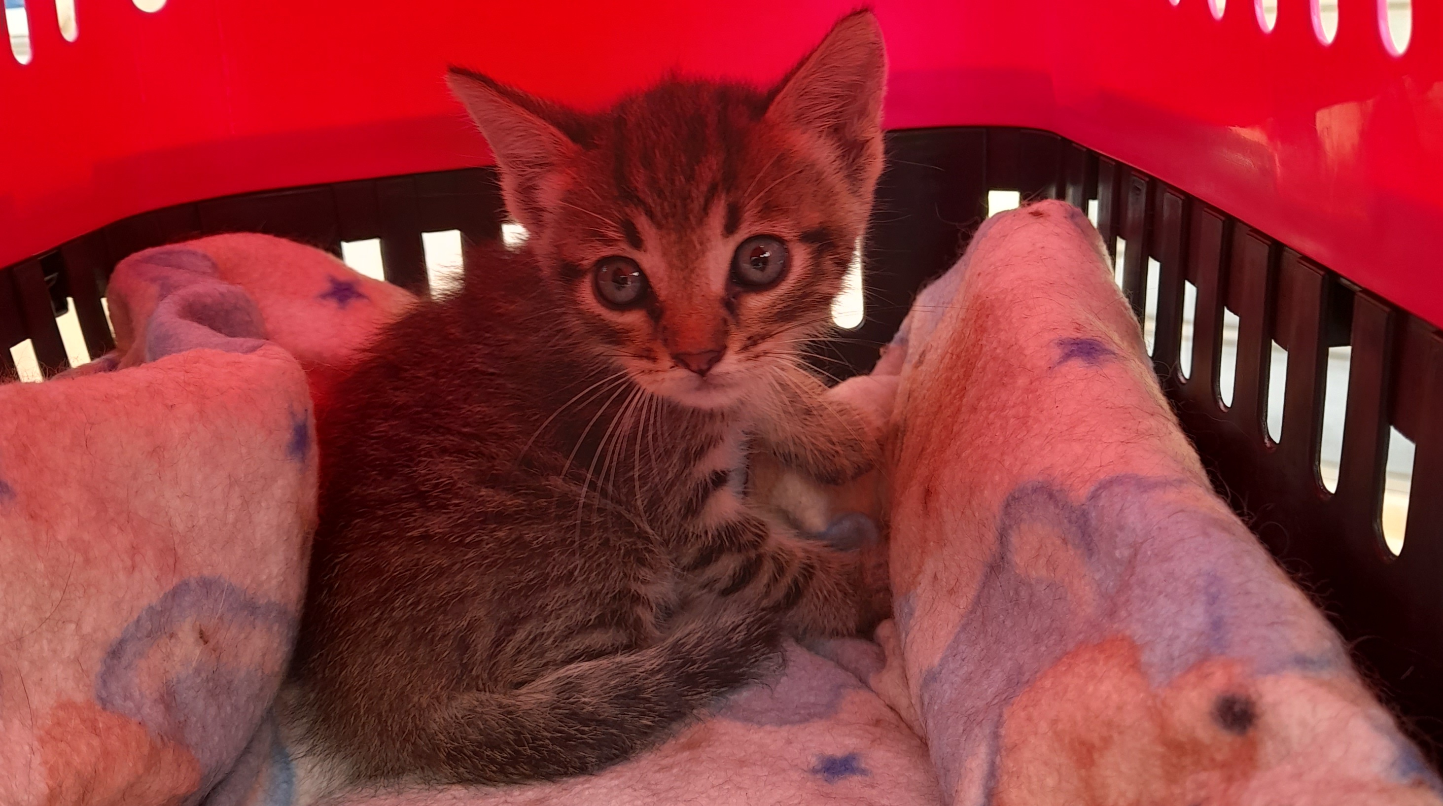 Gattino di un mese abbandonato a Quartu in viale Colombo: si cerca adozione urgente