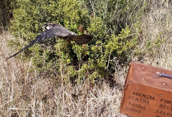 Trovato ferito a un’ala, curato da Forestas il bellissimo Falco Pellegriano torna a volare in libertà