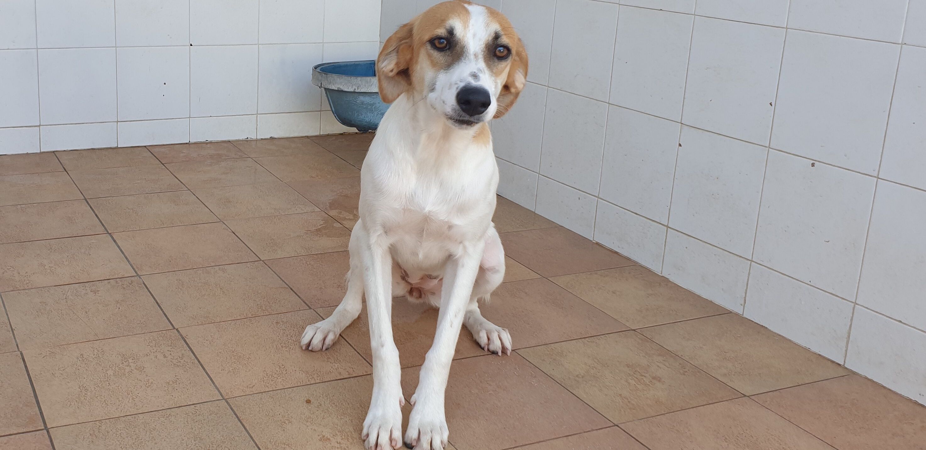 Adotta un cane dal canile di Cagliari: ecco Acciuga, timida e coccolona