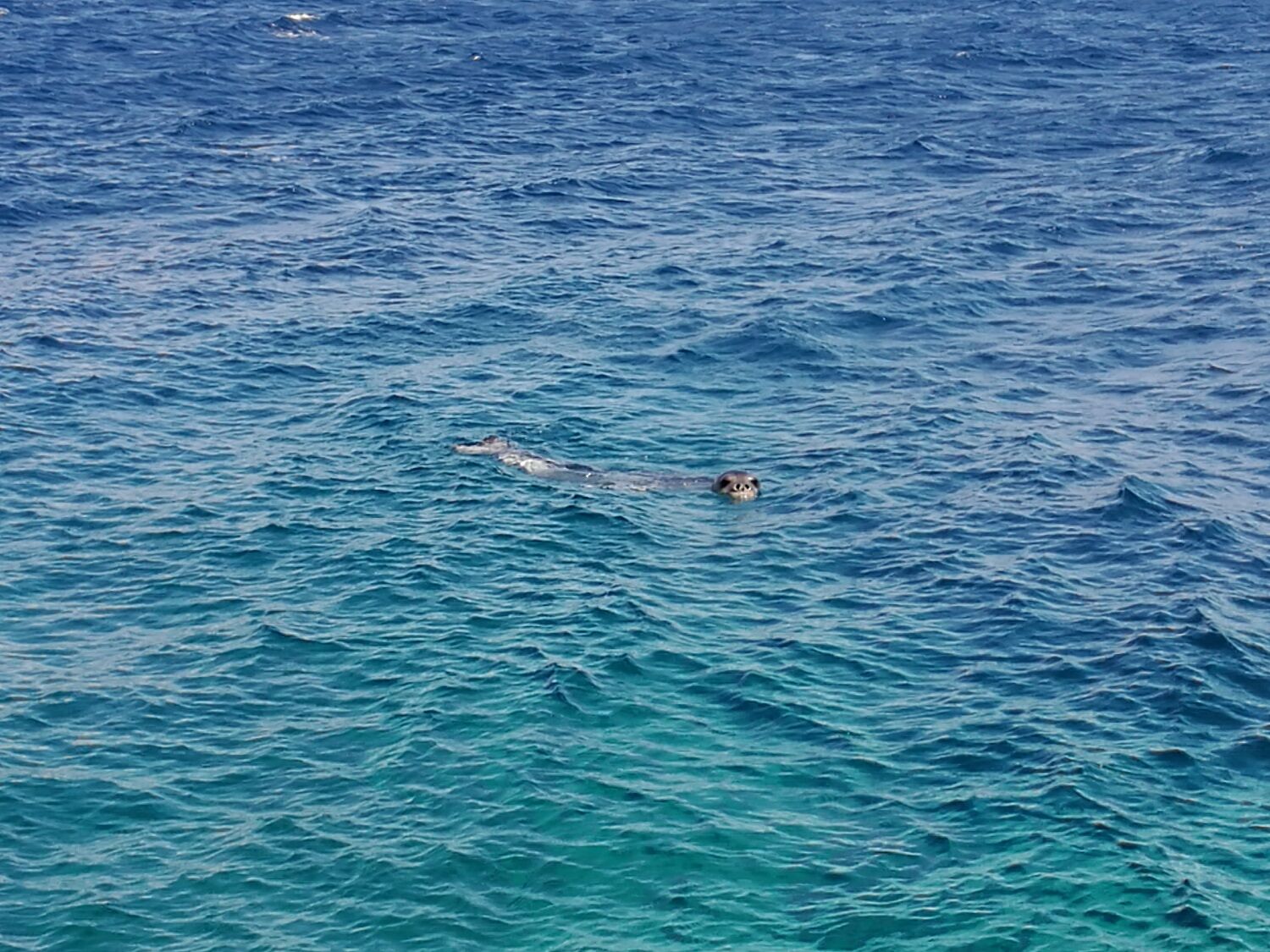 Foca monaca, da Sassari un progetto per preparare il ritorno in Sardegna di uno dei mammiferi a maggior rischio estinzione
