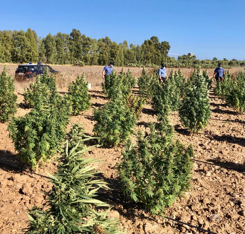 Maxi coltivazione di marijuana a Villasor, 5.300 piantine fuori norma: 3 persone in carcere