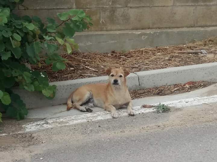 Radio Zampetta Sarda, l’appello per aiutare un cane randagio a Selargius