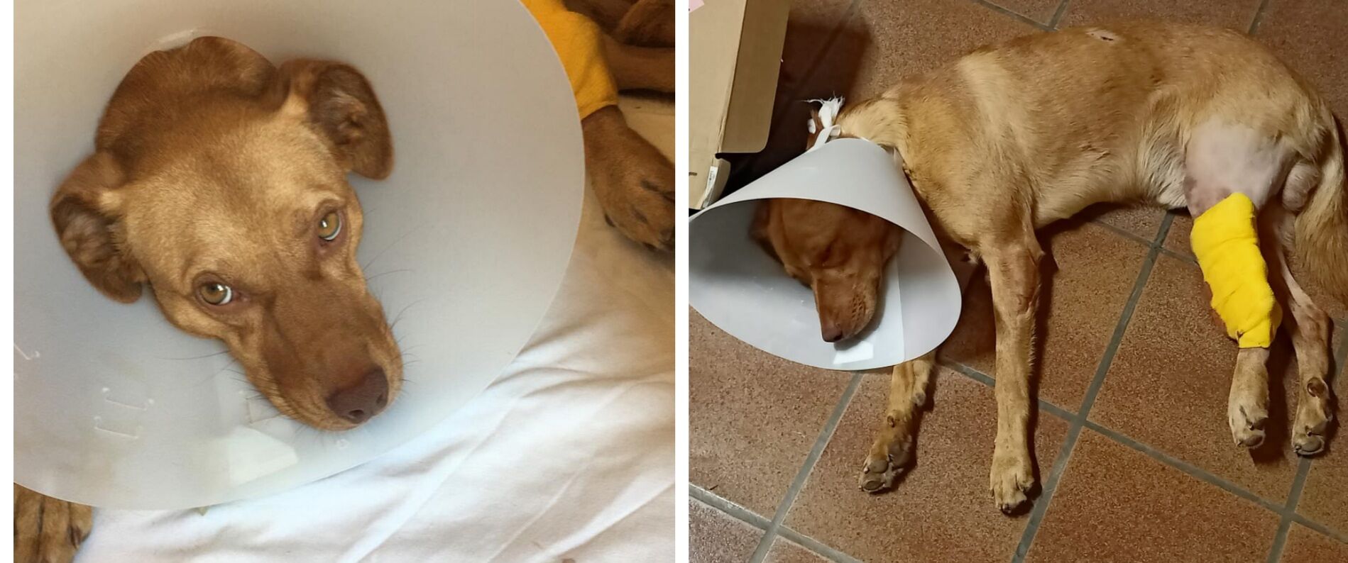 Cagliari, la triste storia di Scooby il cagnetto investito: “Servono 700 euro per curarlo, aiutateci”