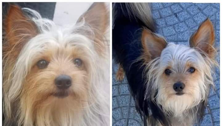 Radio Zampetta Sarda: sos per ritrovare Tommy, smarrito a Cagliari
